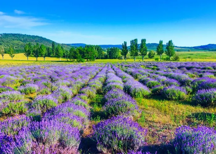 Treasure Of The Past - Happy *